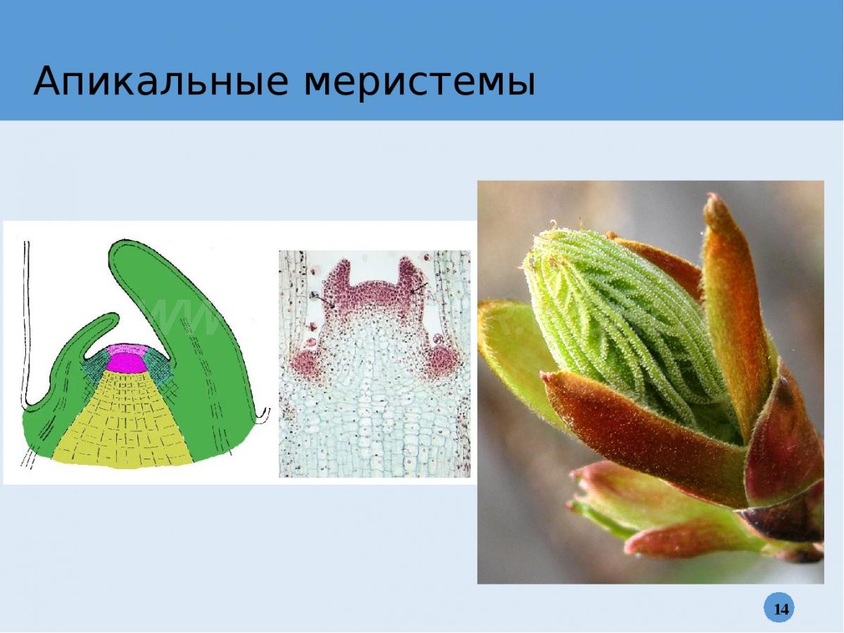 Продаю миристемы буцефаландр