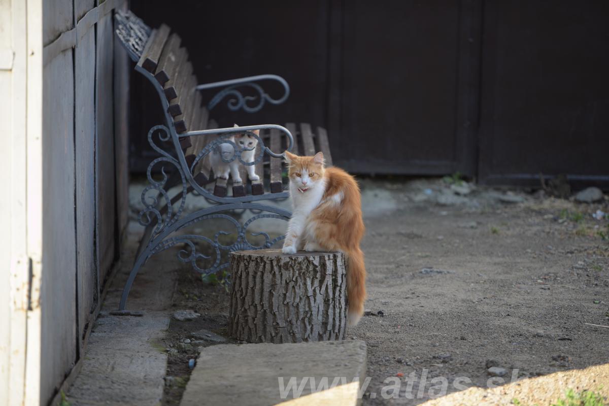 Кошачьи зарисовки Армавир