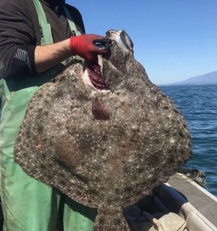 Свежая камбала  Армавир