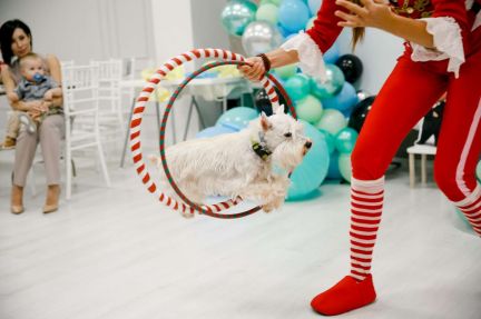 Аниматор с цирковыми собачками. Дог шоу  Армавир