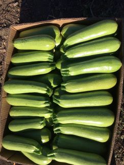 Кабачки  Армавир