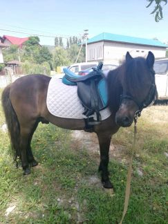 Пони на праздник. занятия верховой ездой. перевозк  Армавир