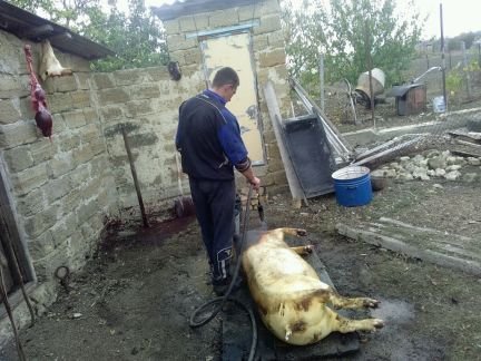 Забой свиней крупно-рогатого скота и барашек  Армавир