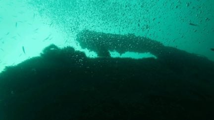 Обучу дайвингу  Армавир