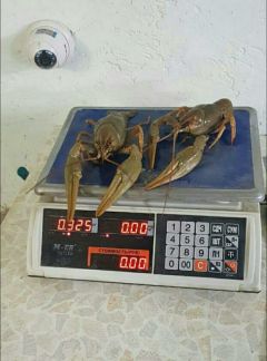 Раки  Армавир