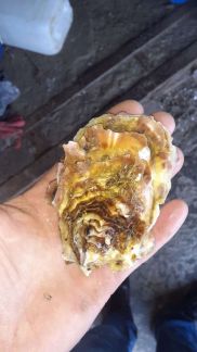 Устрицы черноморские  Армавир