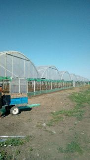 Балоганы-теплицы  - купить на сайте объявлений Курганинск онлайн
