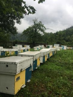 Мед  Армавир