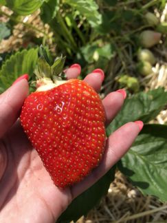 Свежая Клубника,возможна доставка  Армавир