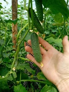 Фрукты, овощи  Армавир