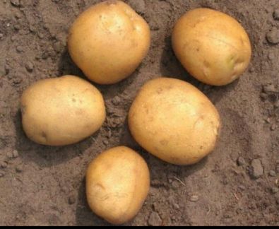 Картофель на заказ  Армавир