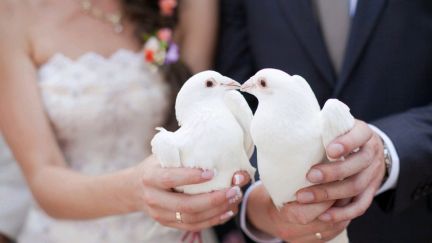 Голуби на свадьбу,венчание белые  Армавир