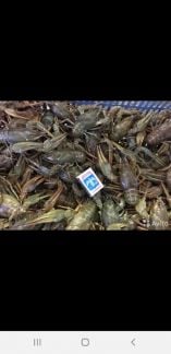 Раки  Армавир