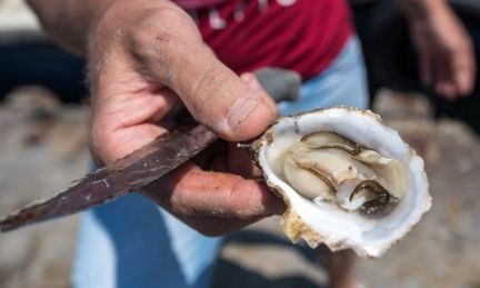 Свежие Черноморские устрицы и мидии в створках  Армавир