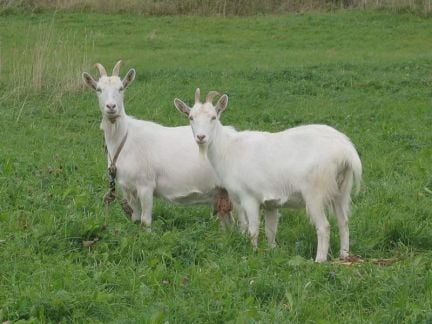 Козье молоко  Армавир