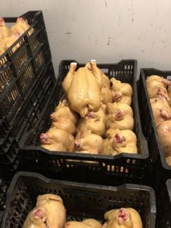 Продаем тушки домашних кур бройлера  Армавир