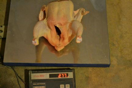 Мясо куриное бройлеров домашние  Армавир