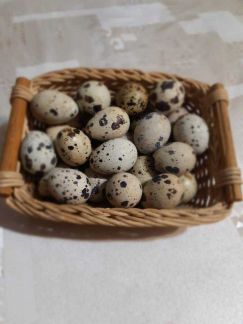 Перепелиные яйца и мясо  Армавир