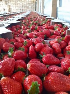 Клубника оптом  Армавир