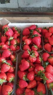 Овощи и фрукты  Армавир