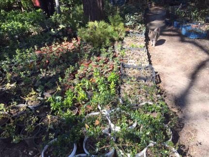 Растения, цветы, рассада, деревья, перегной, земля  Армавир