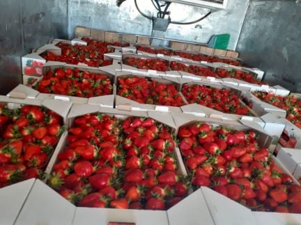 Клубника  Армавир