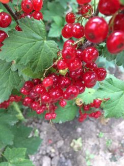 Красная Смородина, крыжовник  Армавир