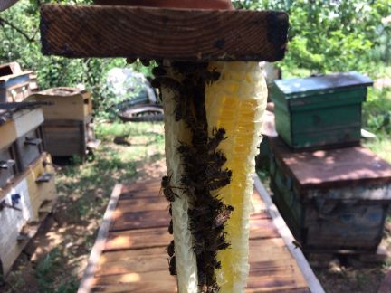 Мёд 2020  Армавир