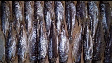 Кутум  Армавир