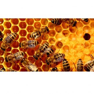 Продается Мед  Армавир