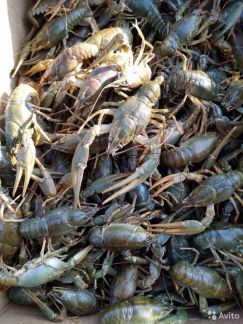 Раки розница и опт  Армавир