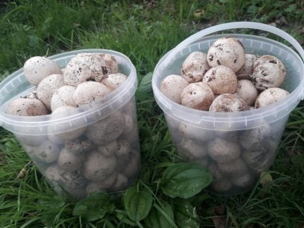 Гриб Весёлка  Армавир