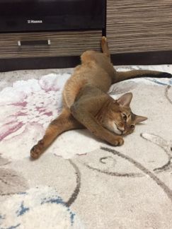 Аренда кота в новую квартиру  Армавир