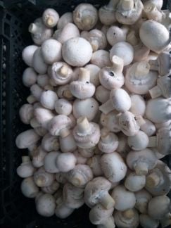 Доставка шампиньона в Белореченск  Армавир