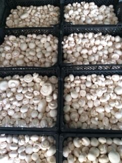 Доставка шампиньона в Тбилисскую  Армавир