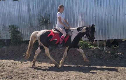 Лошади для занятий  Армавир