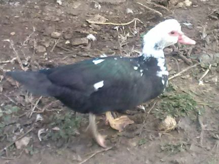 Продаются индоутки  Армавир