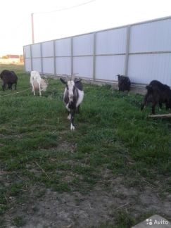 Козье молоко с доставкой  Армавир