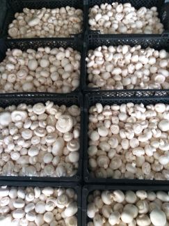 Доставка шампиньона в Апшеронск  Армавир