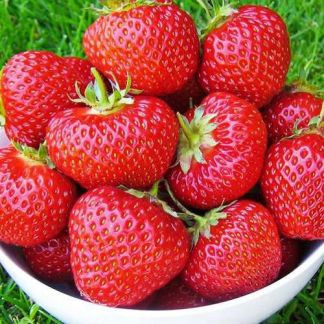 Ридиска Армавир