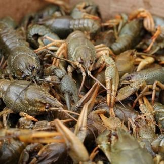 Живые раки  Армавир