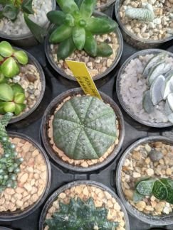 Выставка цветов  Армавир