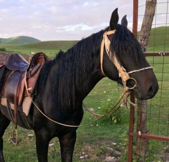 Конные прогулки Армавир