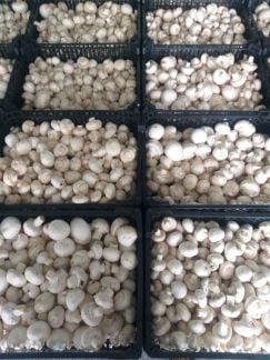 Доставка шампиньона в Выселки  Армавир