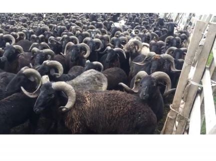 Мясо баранина халяль  Армавир