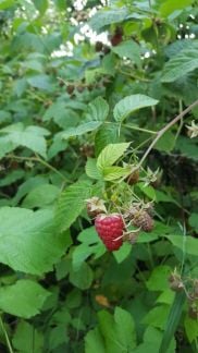 Смородина малина  Армавир