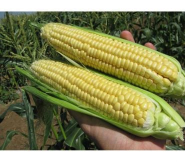 Продам сладкую кукурузу  Армавир