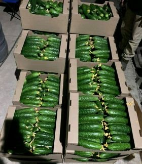 Огурцы  - купить на сайте объявлений Армавир онлайн
