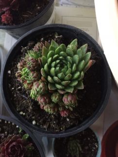 Молодило/ sempervivum 